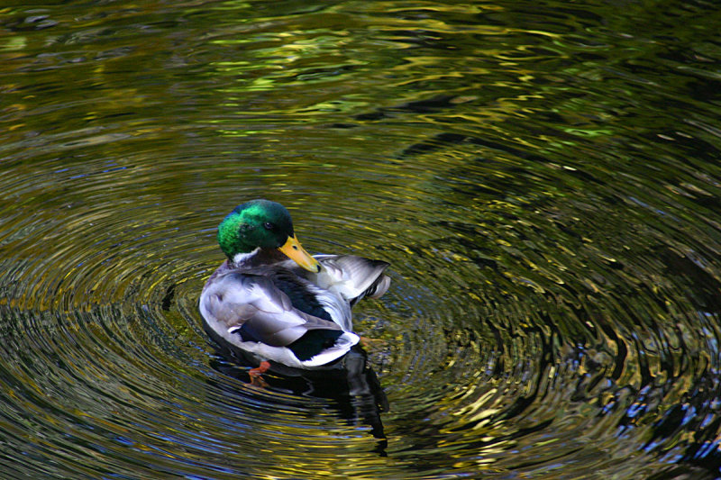 Canard044.jpg