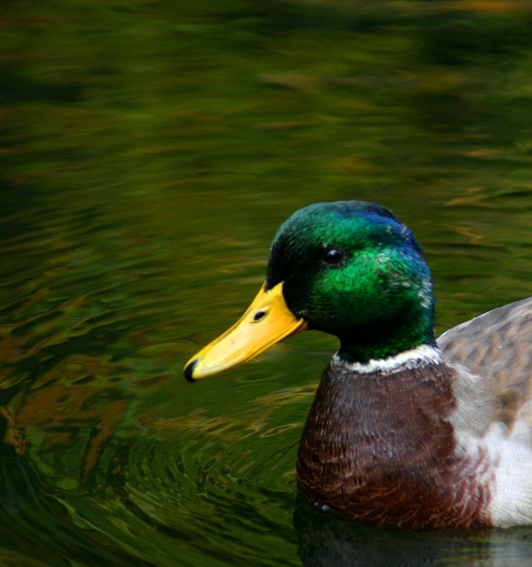 Canard005.jpg