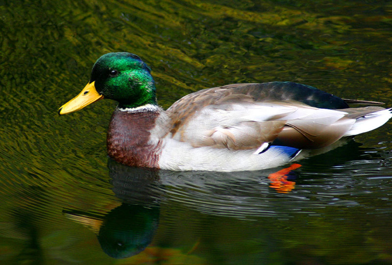 Canard003.jpg