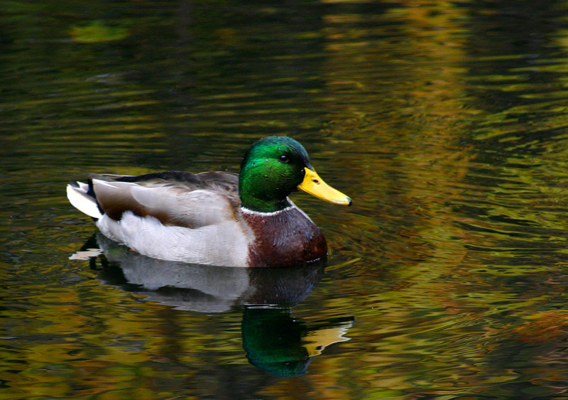 Canard002.jpg