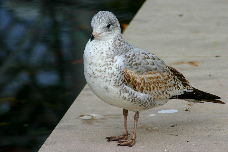 Mouette001.jpg