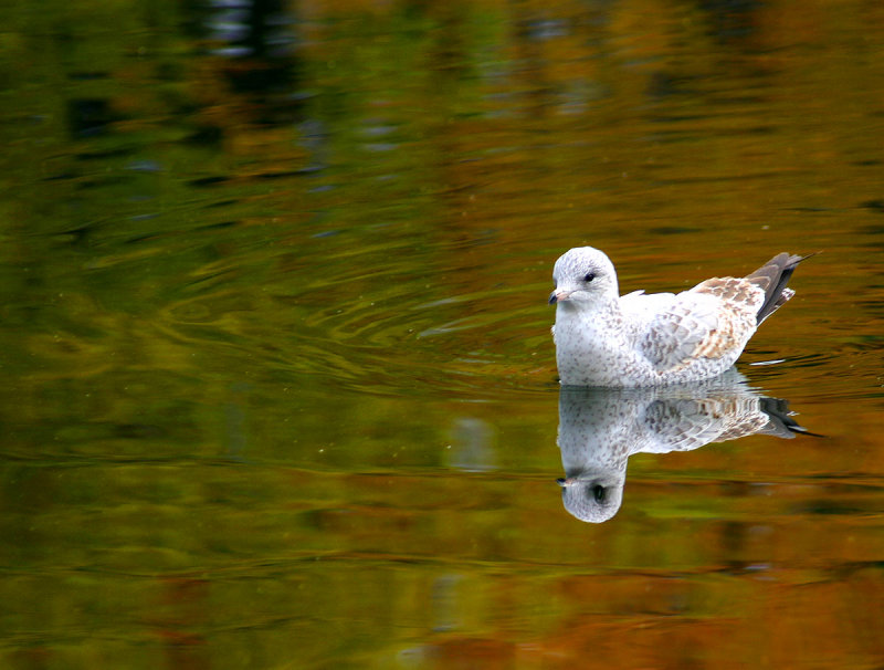 Mouette002.jpg