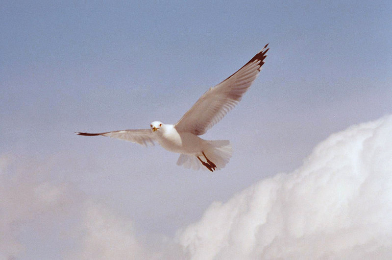 Mouette004.jpg