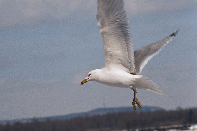 Mouette006.jpg