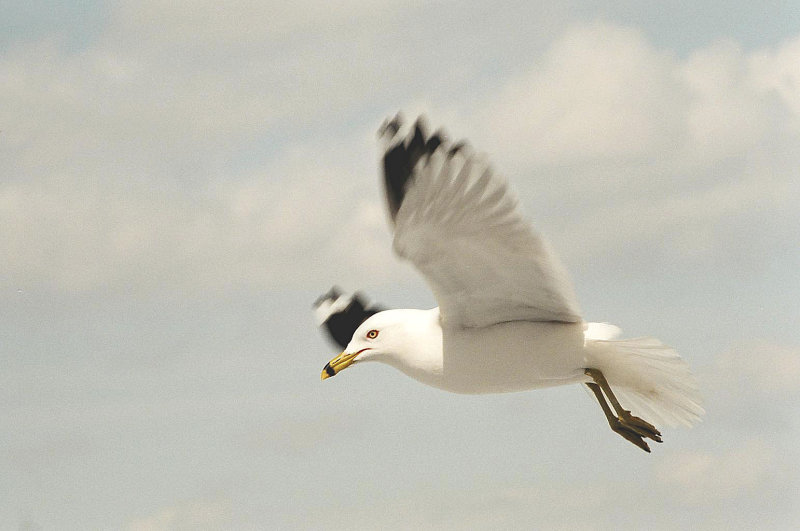 Mouette007.jpg