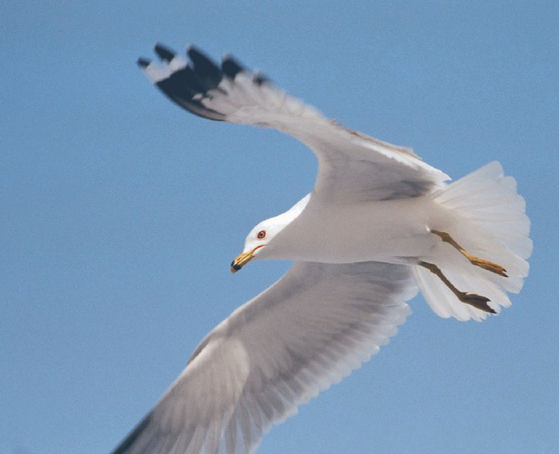 Mouette008.jpg