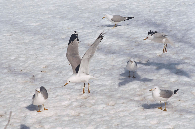 Mouette009.jpg