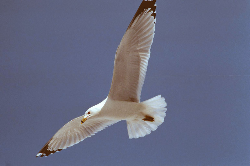 Mouette010.jpg