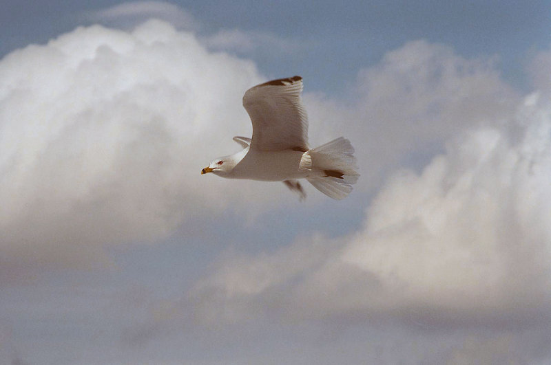 Mouette011.jpg