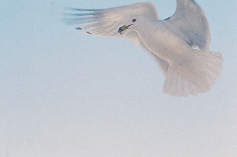 Mouette012.jpg
