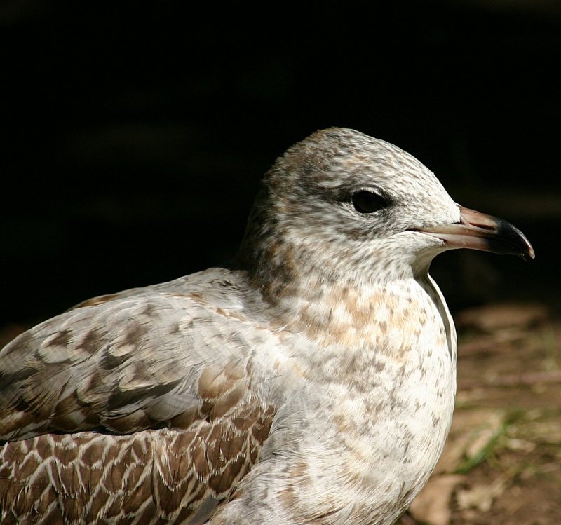Mouette013.jpg