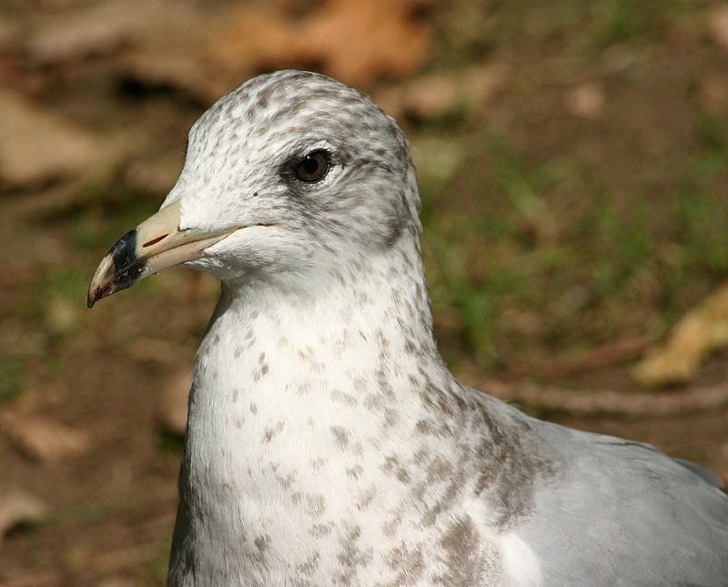 Mouette014.jpg