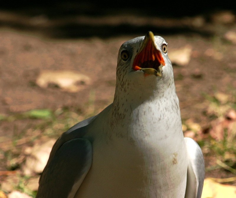 Mouette015.jpg
