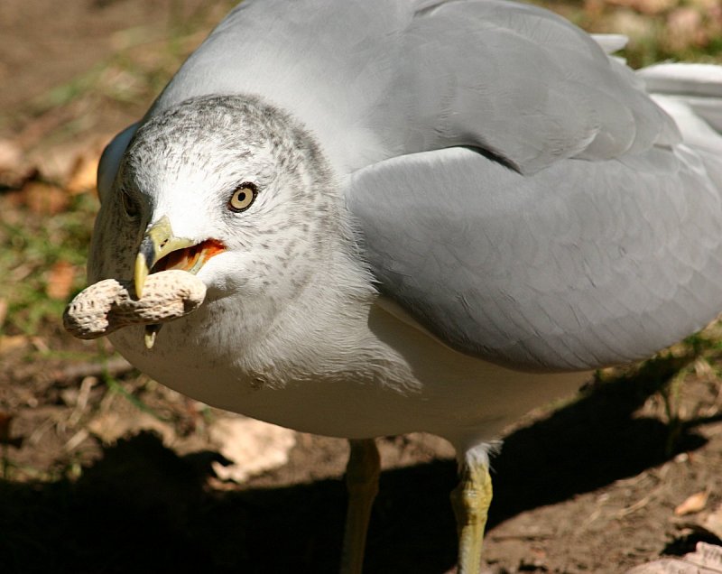 Mouette016.jpg