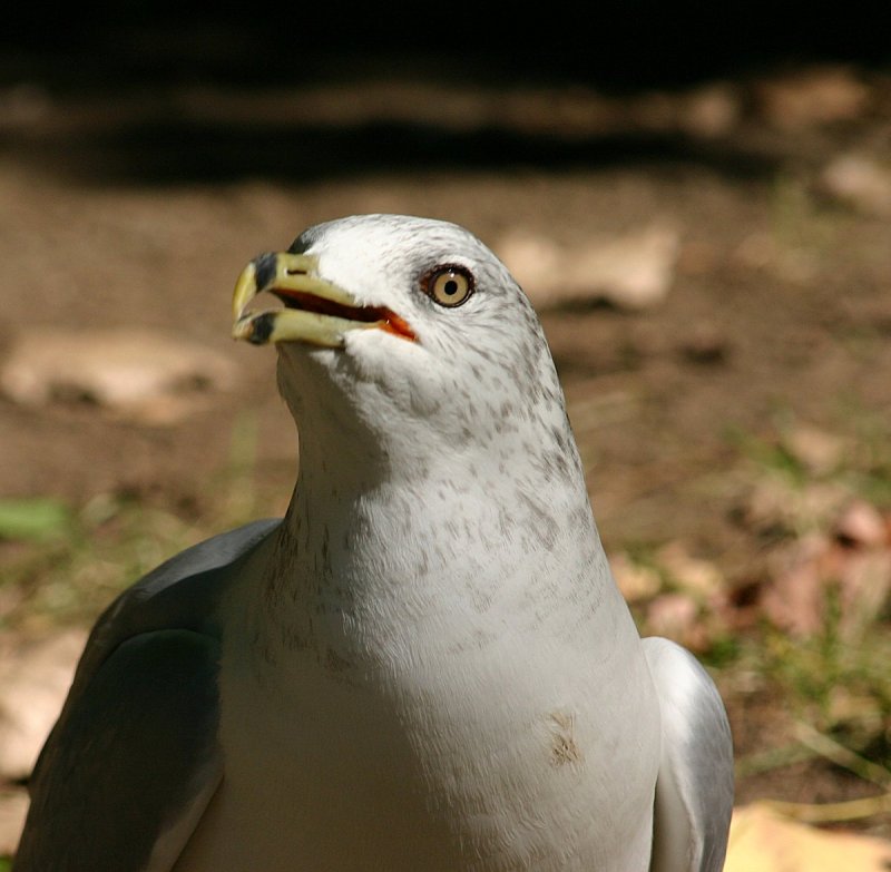 Mouette017.jpg
