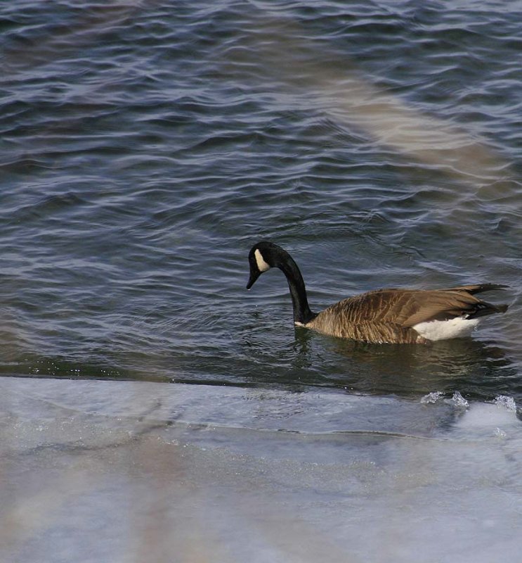 Outardes01.jpg