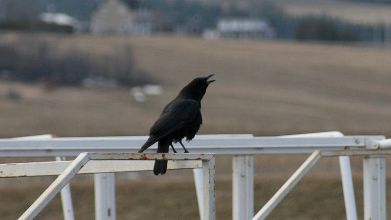 Corneille d'Amrique / American crow
