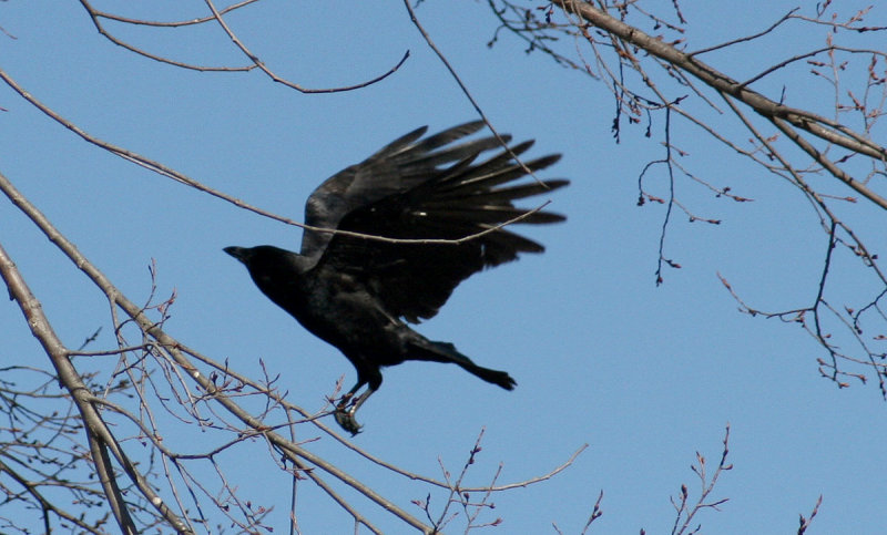 Corbeau / Common raven