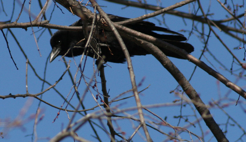 Corbeau / Common raven
