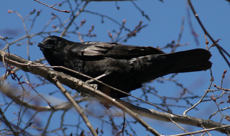 Corbeau / Common raven