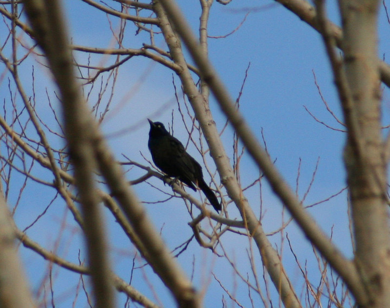 Quiscale rouilleux / Rusty blackbird / 