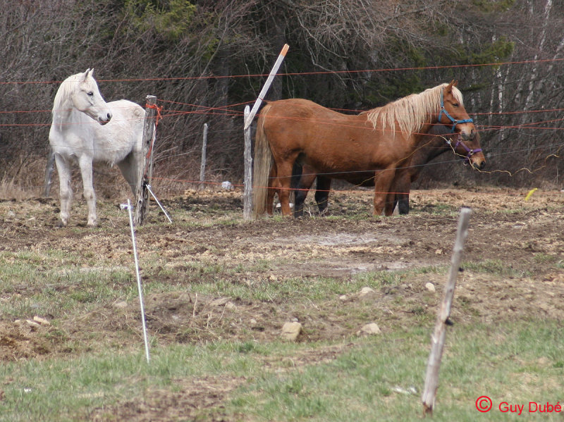 Chevaux beaucerons 