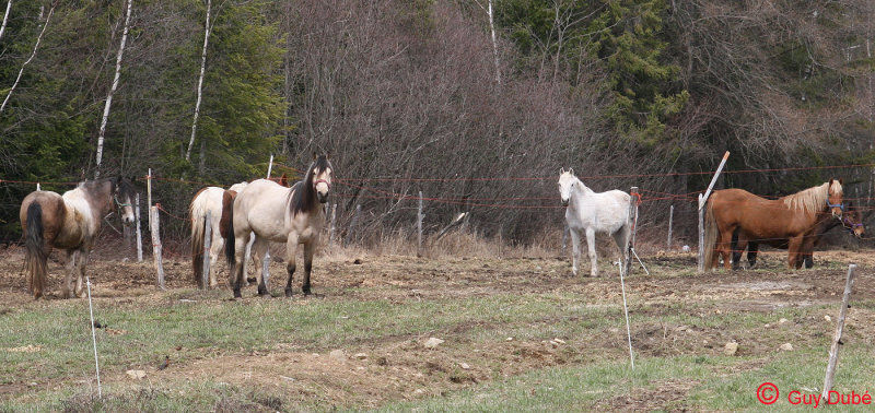 Chevaux beaucerons 