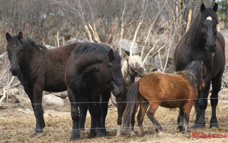 Chevaux beaucerons 