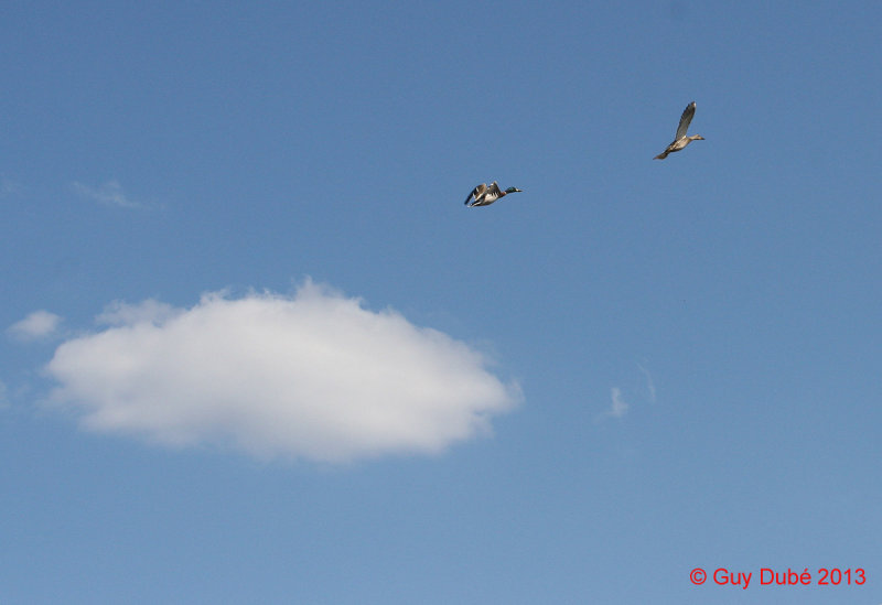 Canards colvert en vol