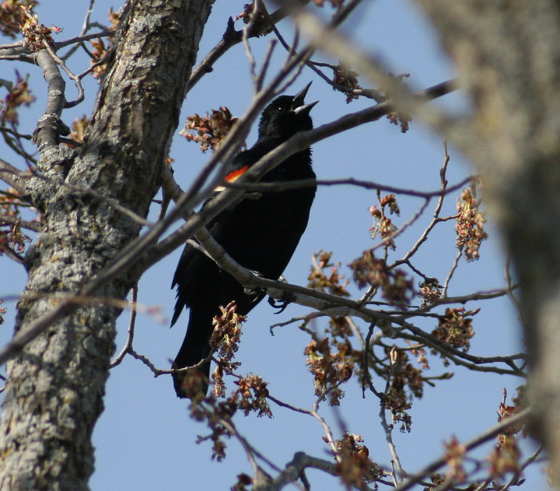 Carouges  paulettes / Red-winged Blackbirds