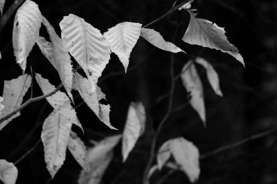 nature in black and white