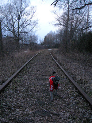 Molly on the railroad!