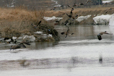 Canada geese