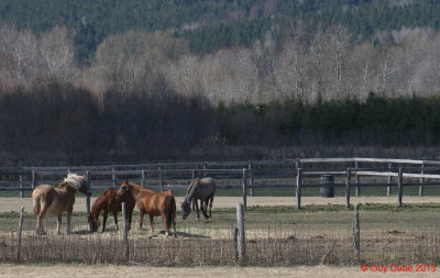 Chevaux/ Horses