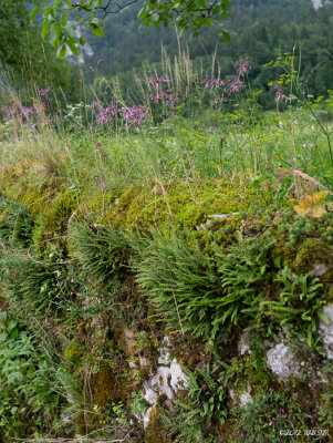 20120725_172108_0725-172108.jpg