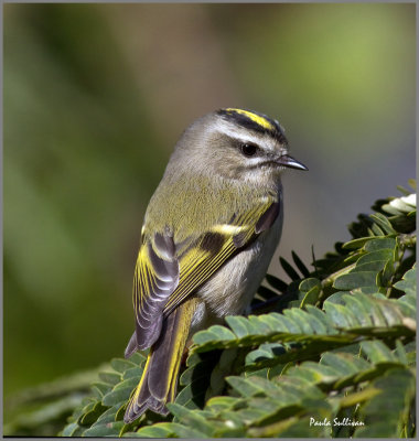 Mimosa Trees, Buffet Table for Birds