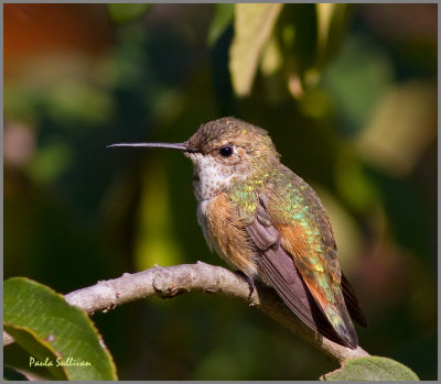 Rufous/Allen's Hummingbird at Green Spring Gardens