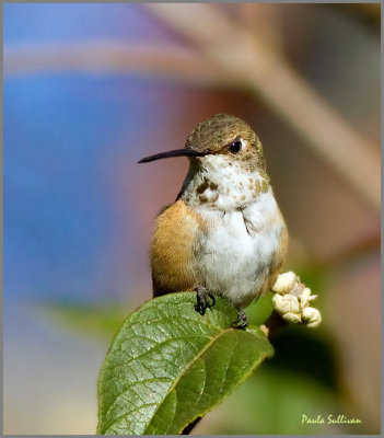Rufous/Allen's Hummingbird
