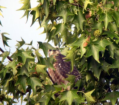 Young kite peeking through branches on limb near nest