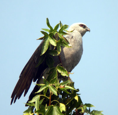 Female parent at favorite perch at highest point  in nest tree