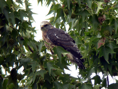 Surveying the world from perch about 4 ft from nest