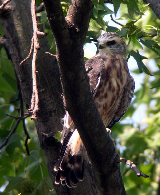 Fledgling occupying a new perch,  about 12-14 ft below nest
