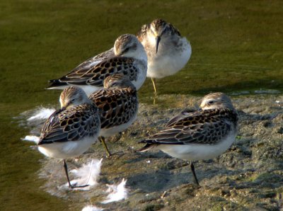 Western and Least Sandpipers