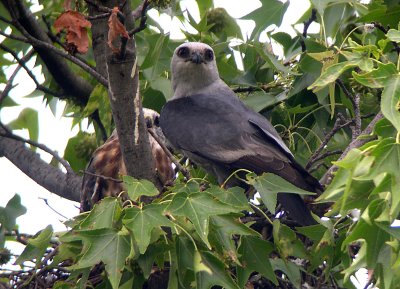 Parent always vigilant