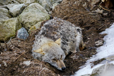 Coyote, finally, resting after the ordeal - Collingwood Side Launch Basin: April 7, 2013