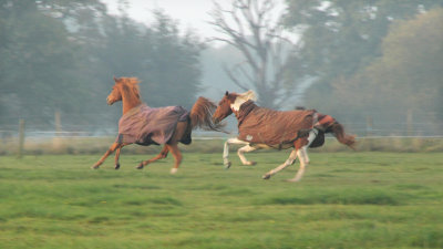 268:366Wild Horses