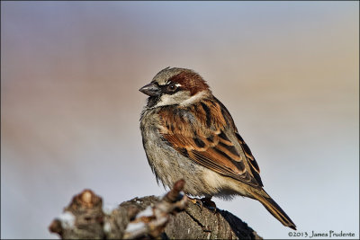 House Sparrow