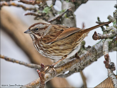 Song Sparrow