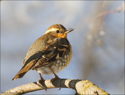 Varied Thrush