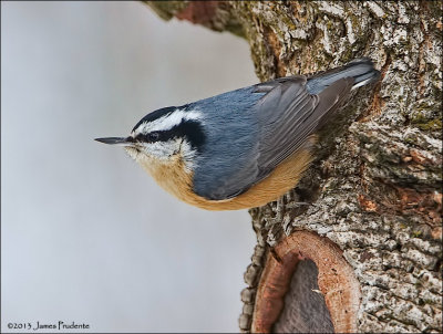 Red-Breasted Nuthatch